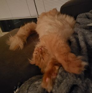 Meet your Posher, Polly